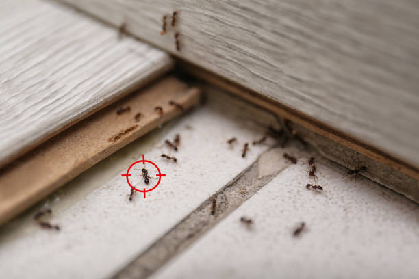 Best Pest Prevention Services  in Princeton Junction, NJ